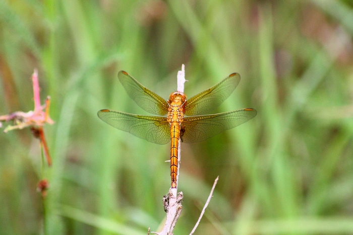 Libellula da ID